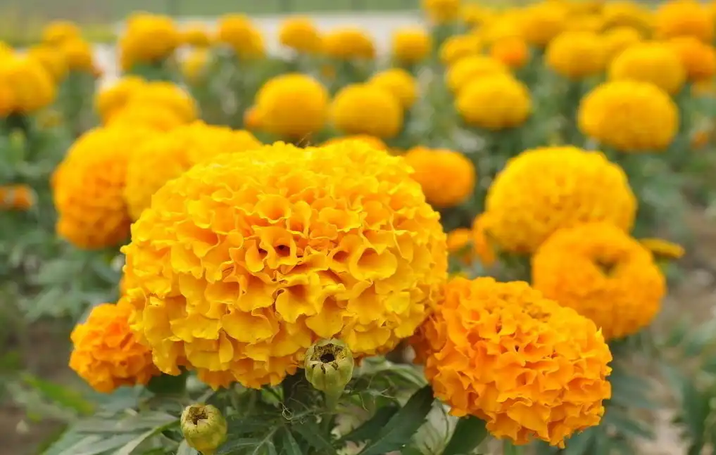 万寿菊 1.jpg 万寿菊 1.jpg